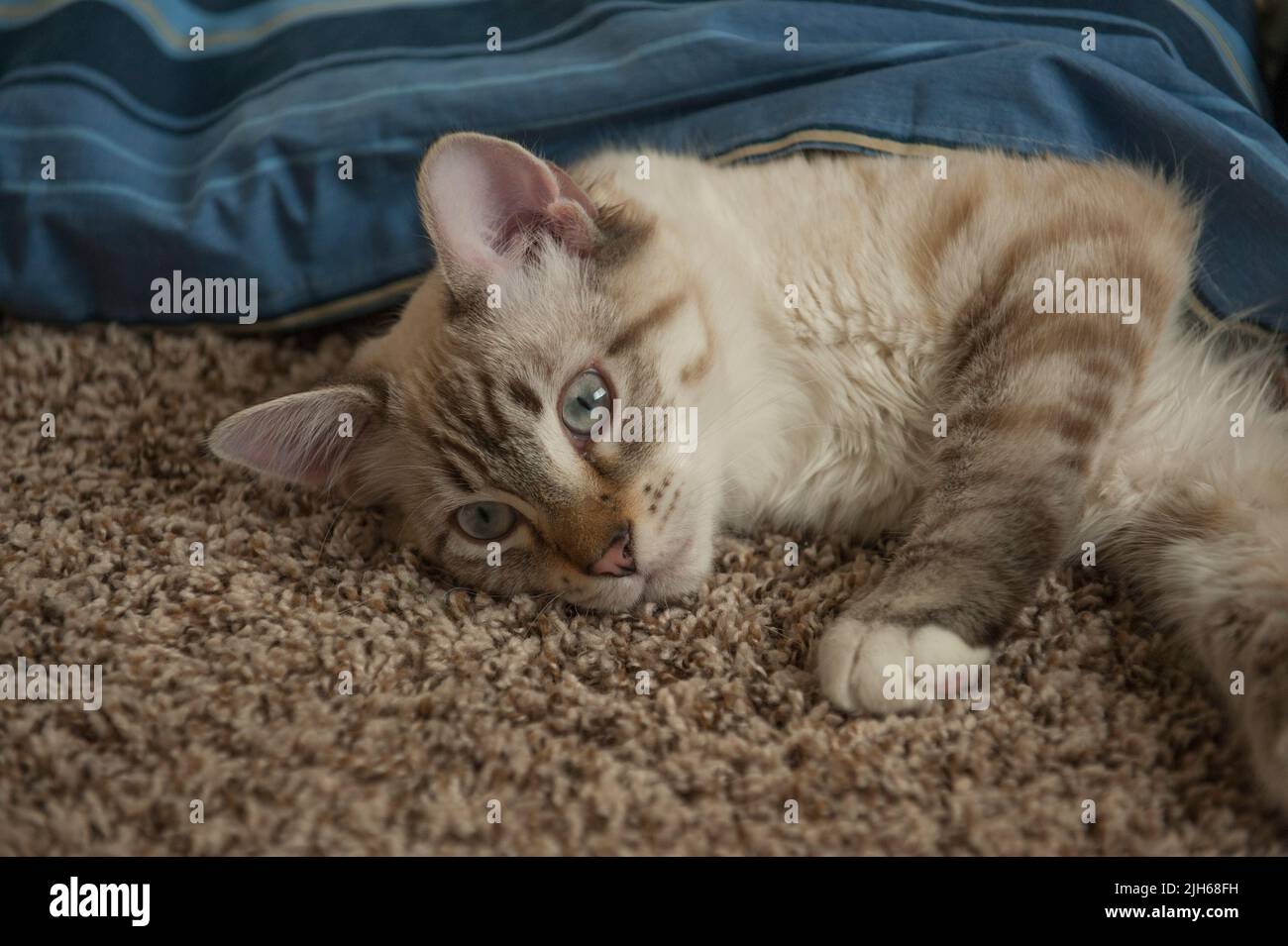 An almost-grown kitten under a blanket. Stock Photo