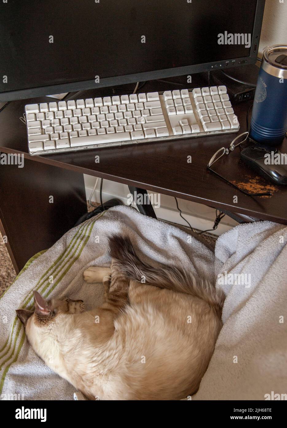 A cat occupies a desk's chair, stopping all work. Stock Photo