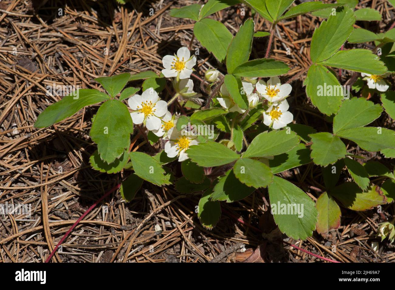 Wild strawberries (Fragaria virginiana) in bloom on the forest floor in the Oregon Cascades. Stock Photo