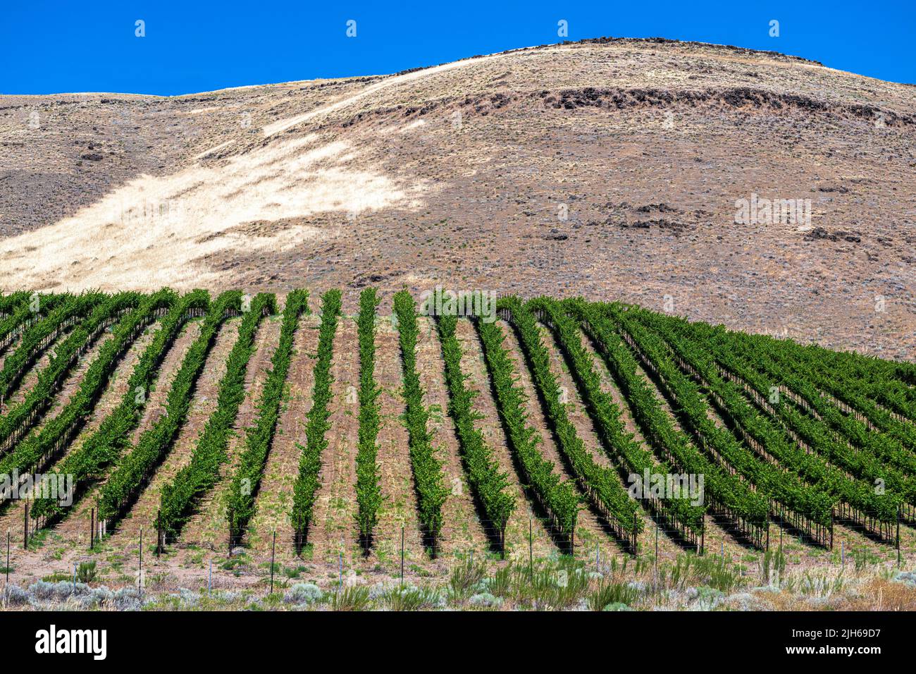 Vineyard along the Columbia River in Washington State Stock Photo