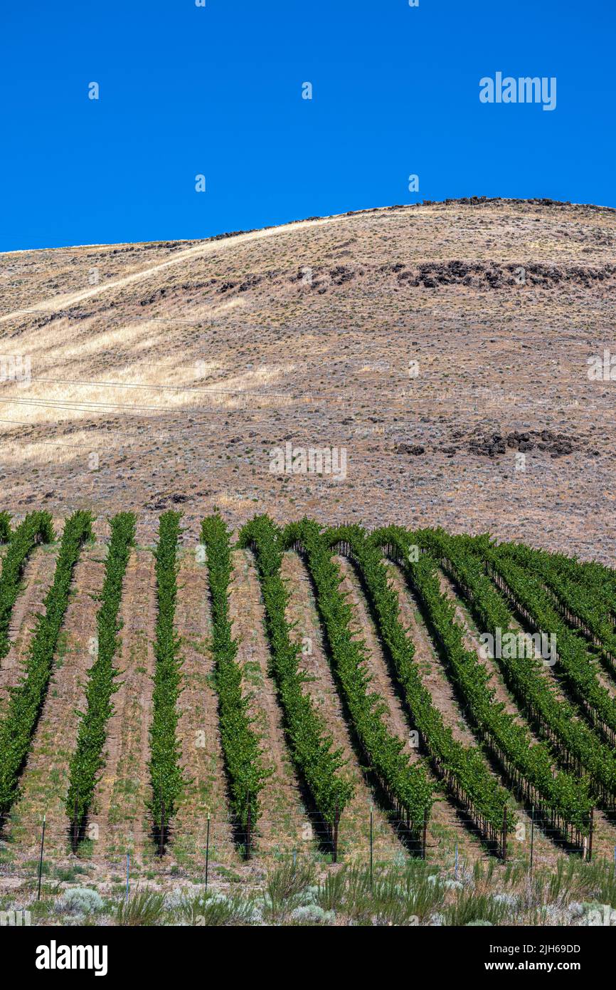 Vineyard along the Columbia River in Washington State Stock Photo