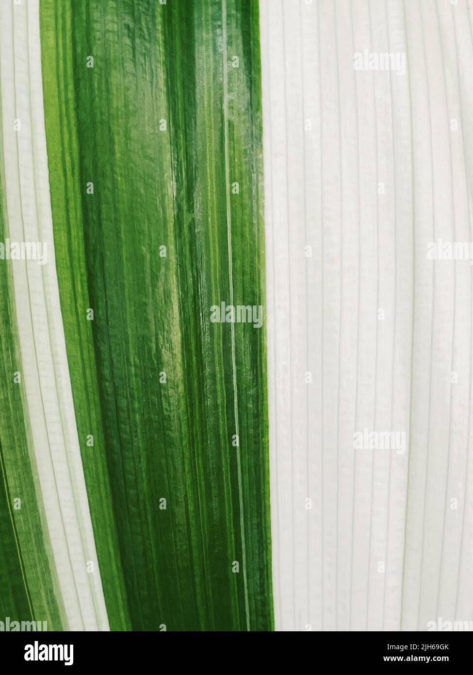 Leaf of a tropical plant with green and white colors Stock Photo Alamy