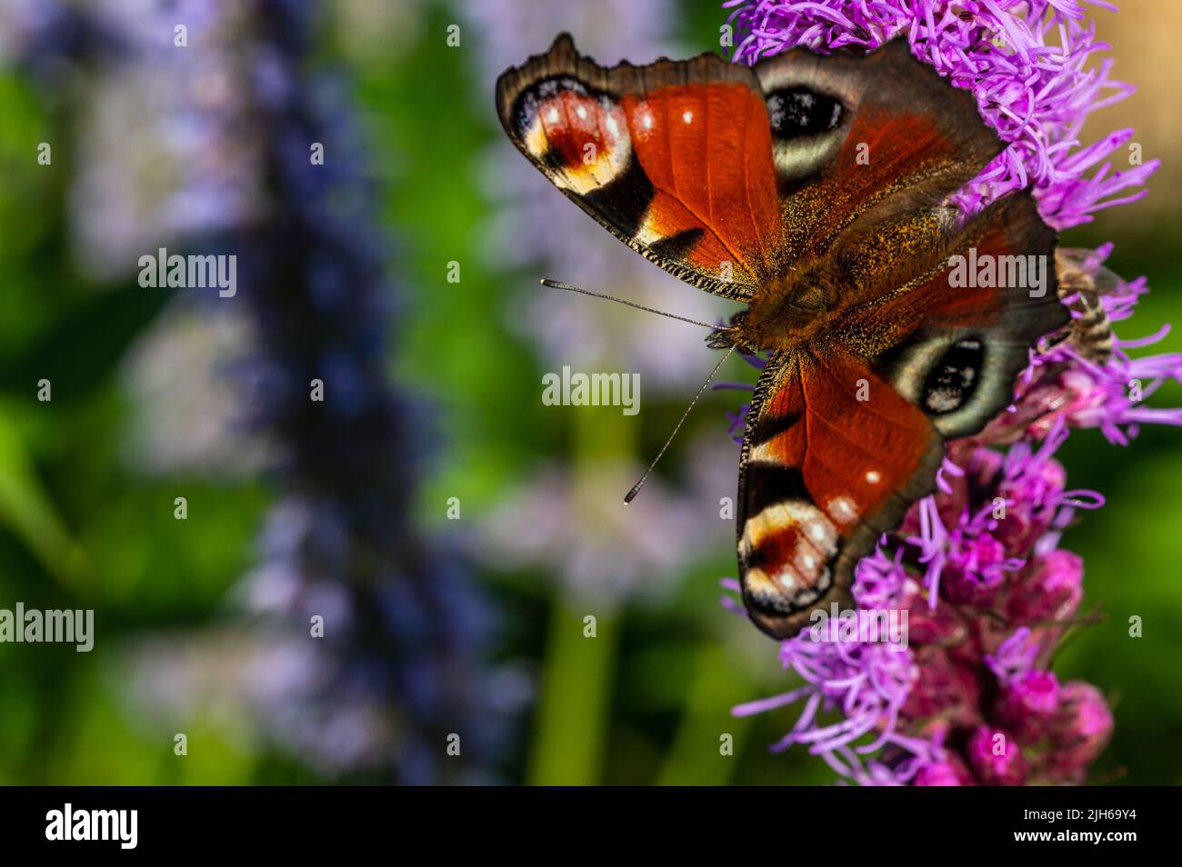 A colorful butterfly sits on a flower Stock Photo - Alamy