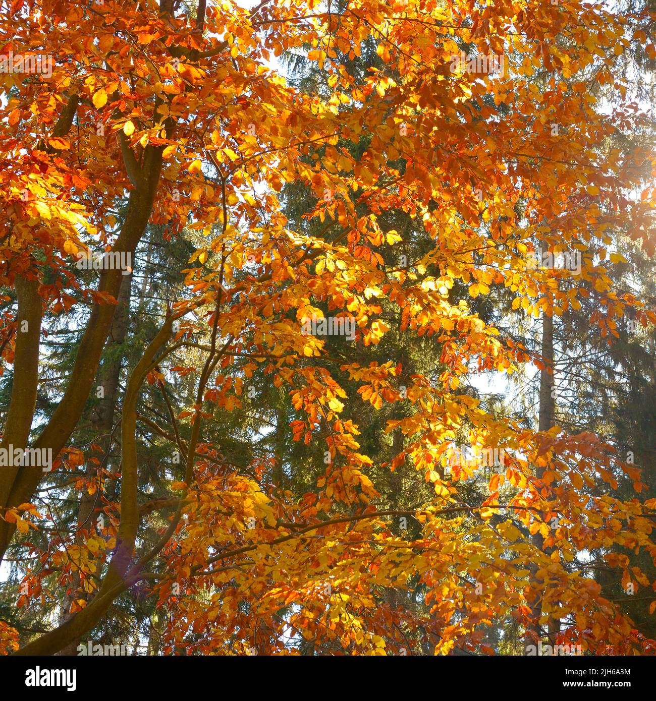 Gentle autumn sun through foliage tall trees Stock Photo