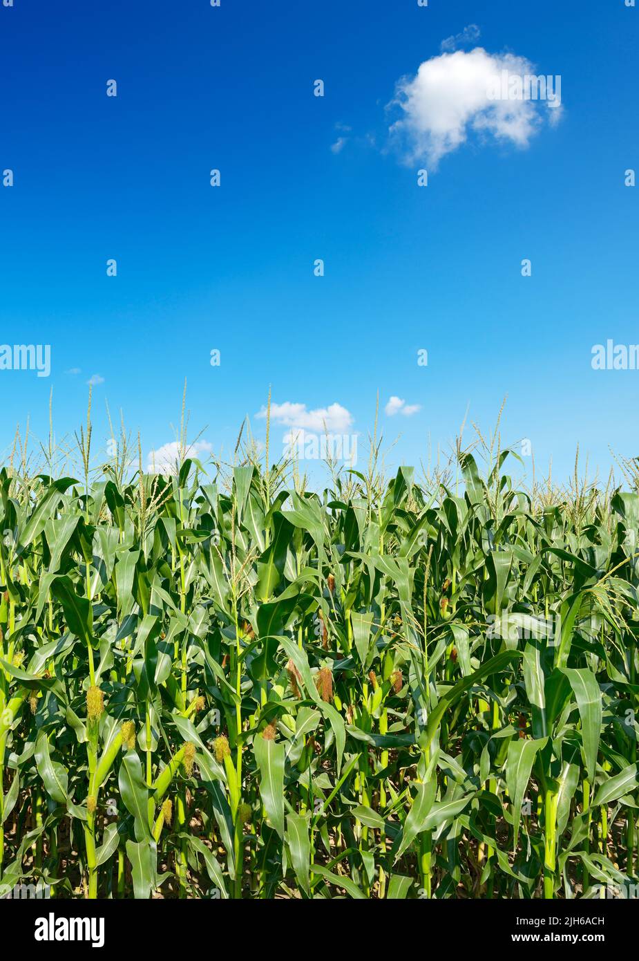 Fresh corn stalks on background bright blue sky. Stock Photo