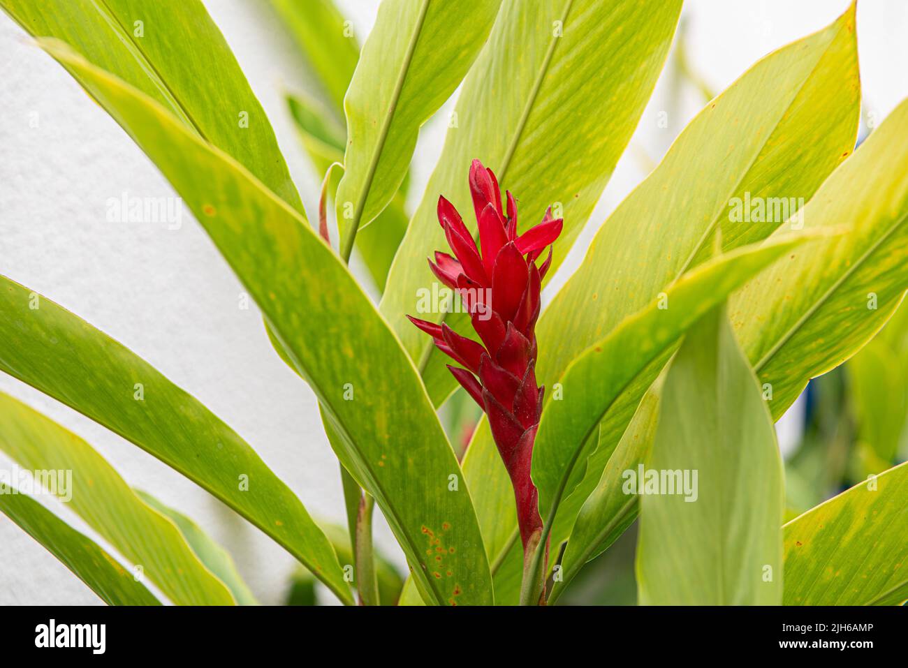 Alpinia purpurata is a species of perennial plant in the Zingiberaceae family, known by the common names of red ginger and alpinia, used as an ornamen Stock Photo