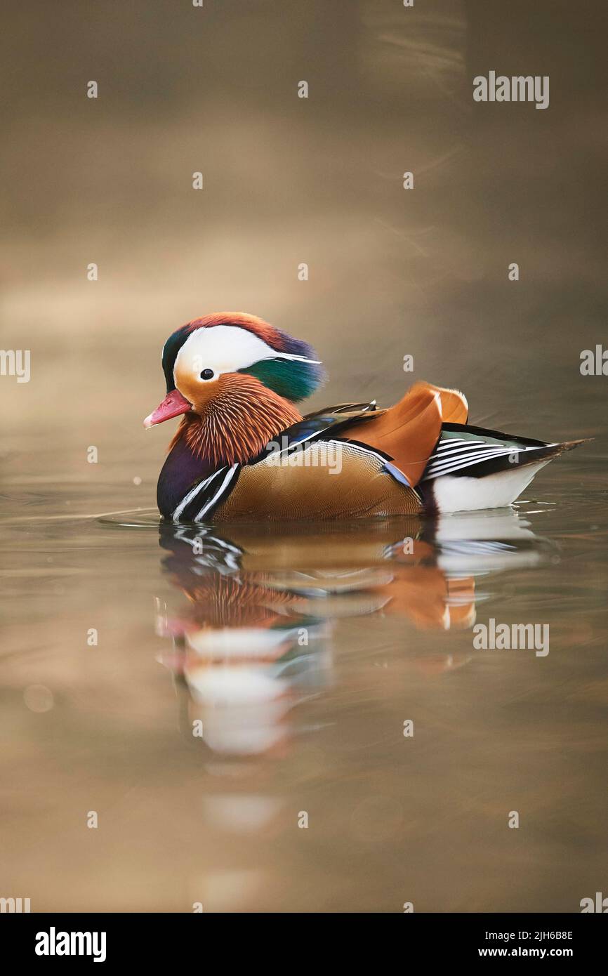 Mandarin duck (Aix galericulata) male swimming in a lake, Bavaria ...