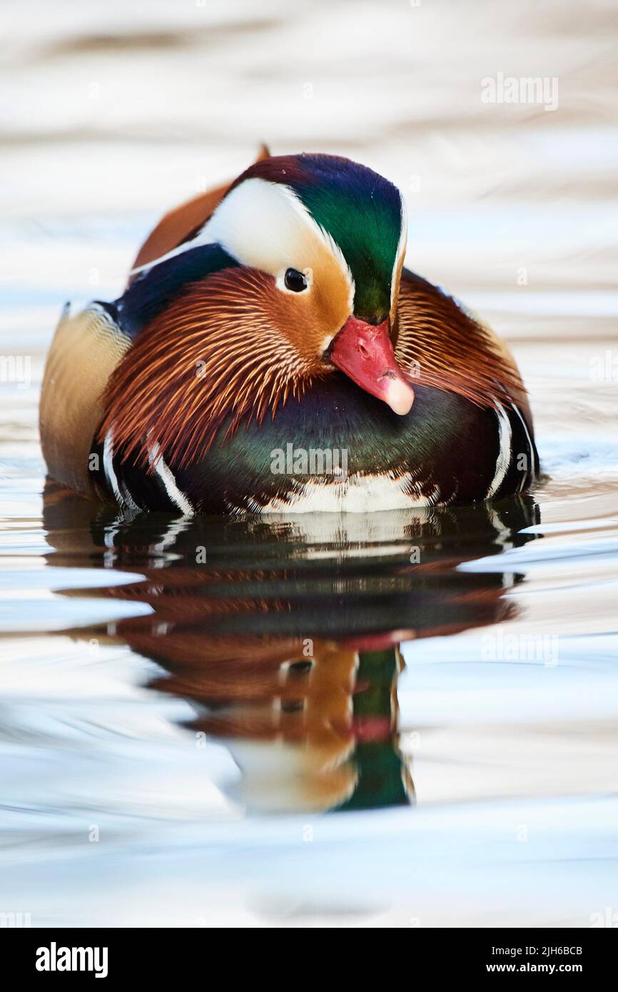 Mandarin duck (Aix galericulata) male swimming in a lake, Bavaria