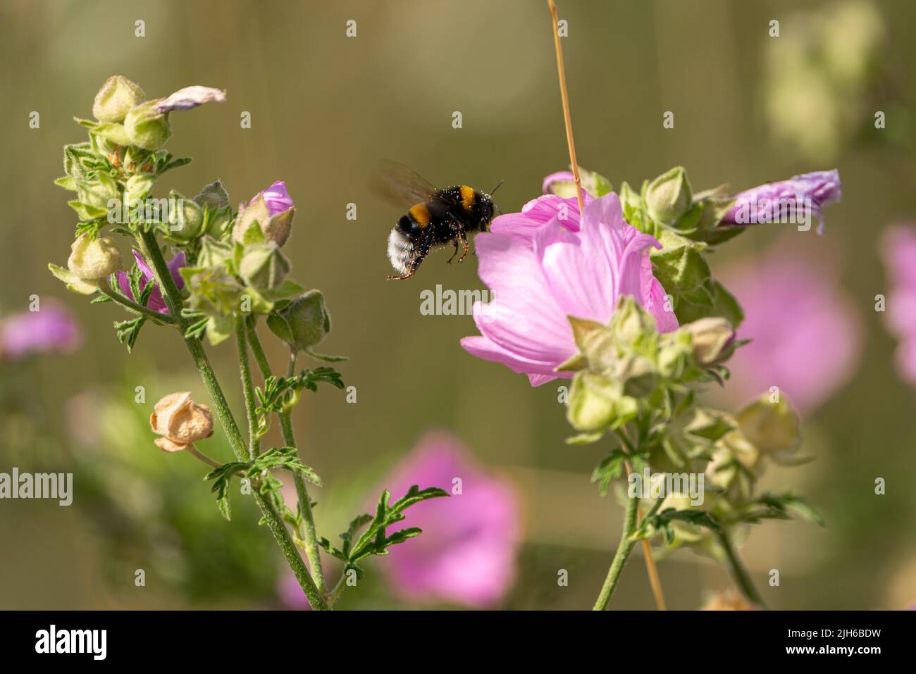 Northern white-tailed bumblebee (Bombus magnus) on wild common mallow (Malva sylvestris), Steinitz, Jerichower Land, Saxony-Anhalt, Germany Stock Photo