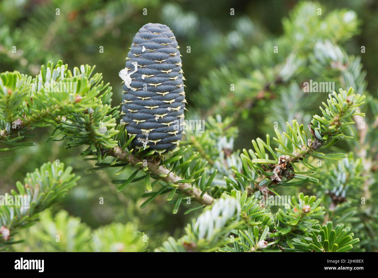 Korean fir (Abies koreana), Emsland, Lower Saxony, Germany Stock Photo