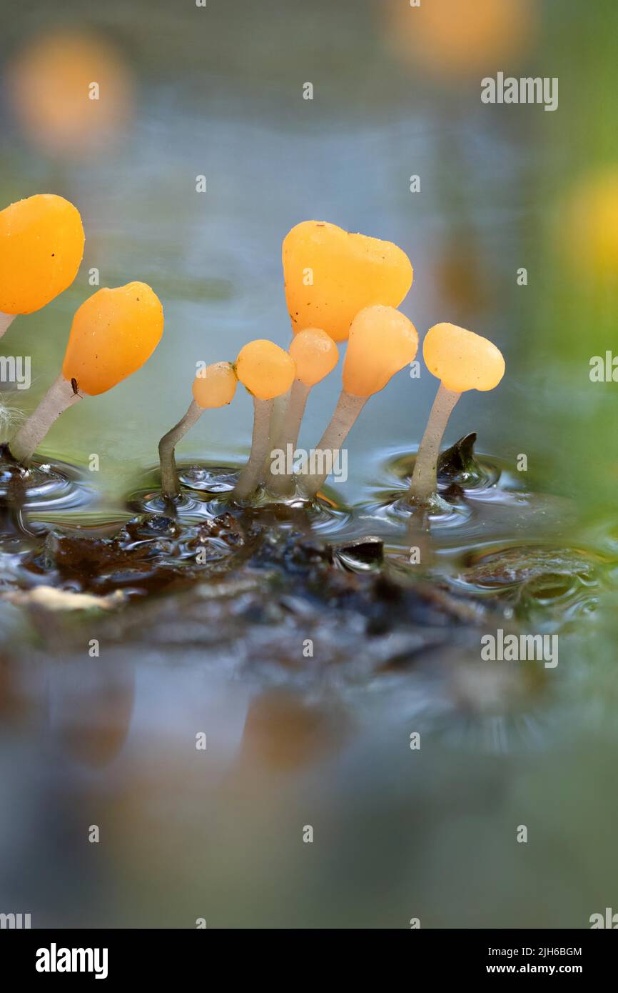 Marsh crested mushroom (Mitrula paludosa), several fruiting bodies ...