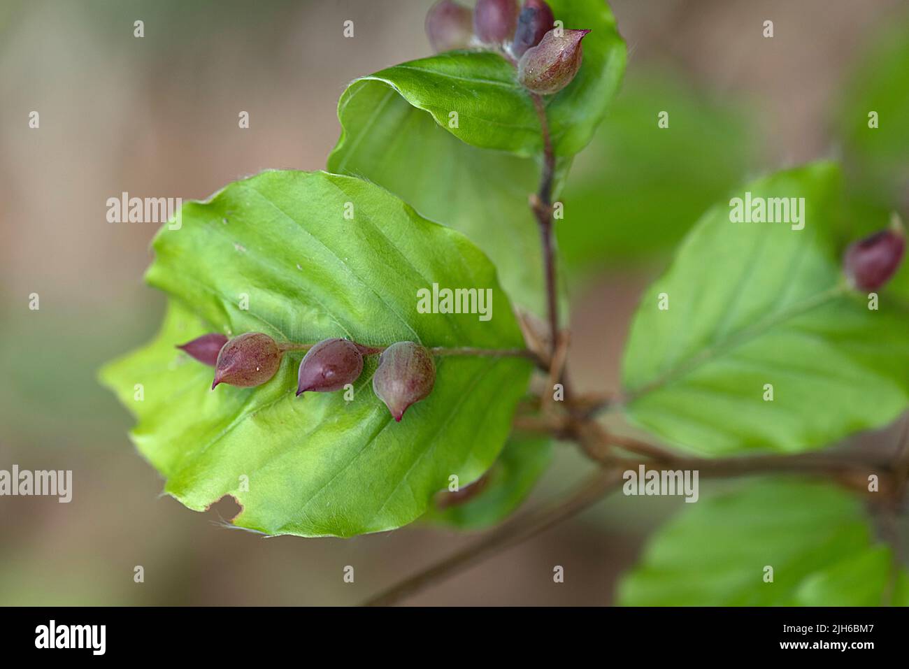 Gall midges (Cecidomyiidae) on young beech (Fagus) leaves, Bavaria, Germany Stock Photo