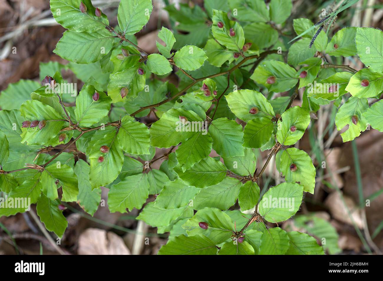 Gall midges (Cecidomyiidae) on young beech (Fagus) leaves, Bavaria, Germany Stock Photo