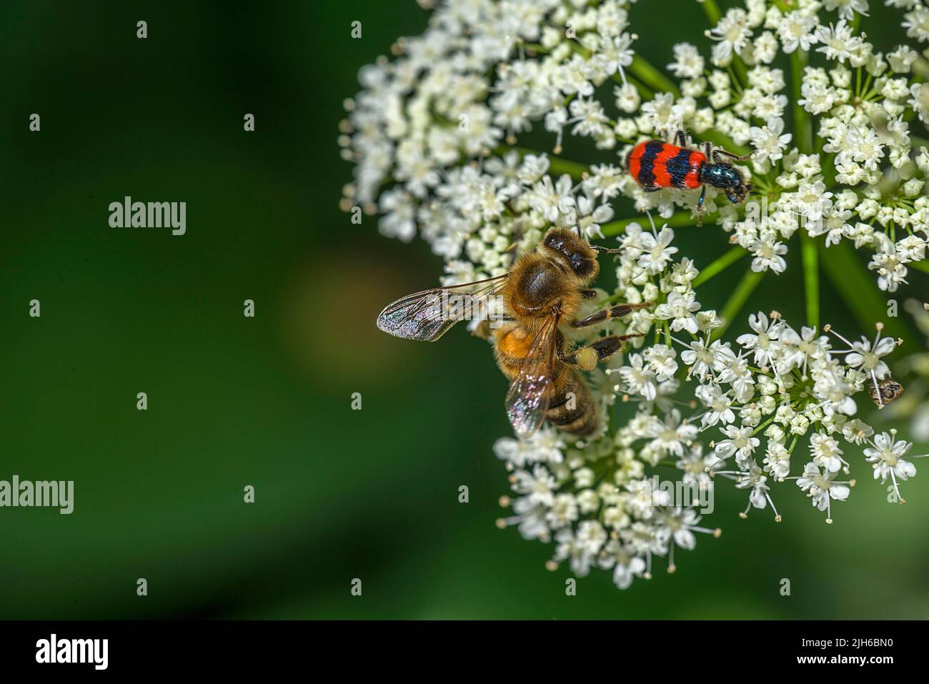 Honey bee (Apis) and bee beetle (Trichodes apiarius) on a ground elder (Aegopodium podagraria), Bavaria, Germany Stock Photo