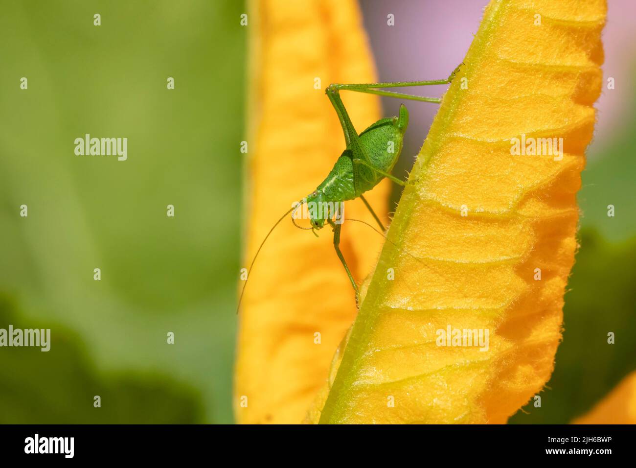 Speckled bush cricket (Leptophyes punctatissima) adult insect on a Courgette flower, Suffolk, England, United Kingdom Stock Photo