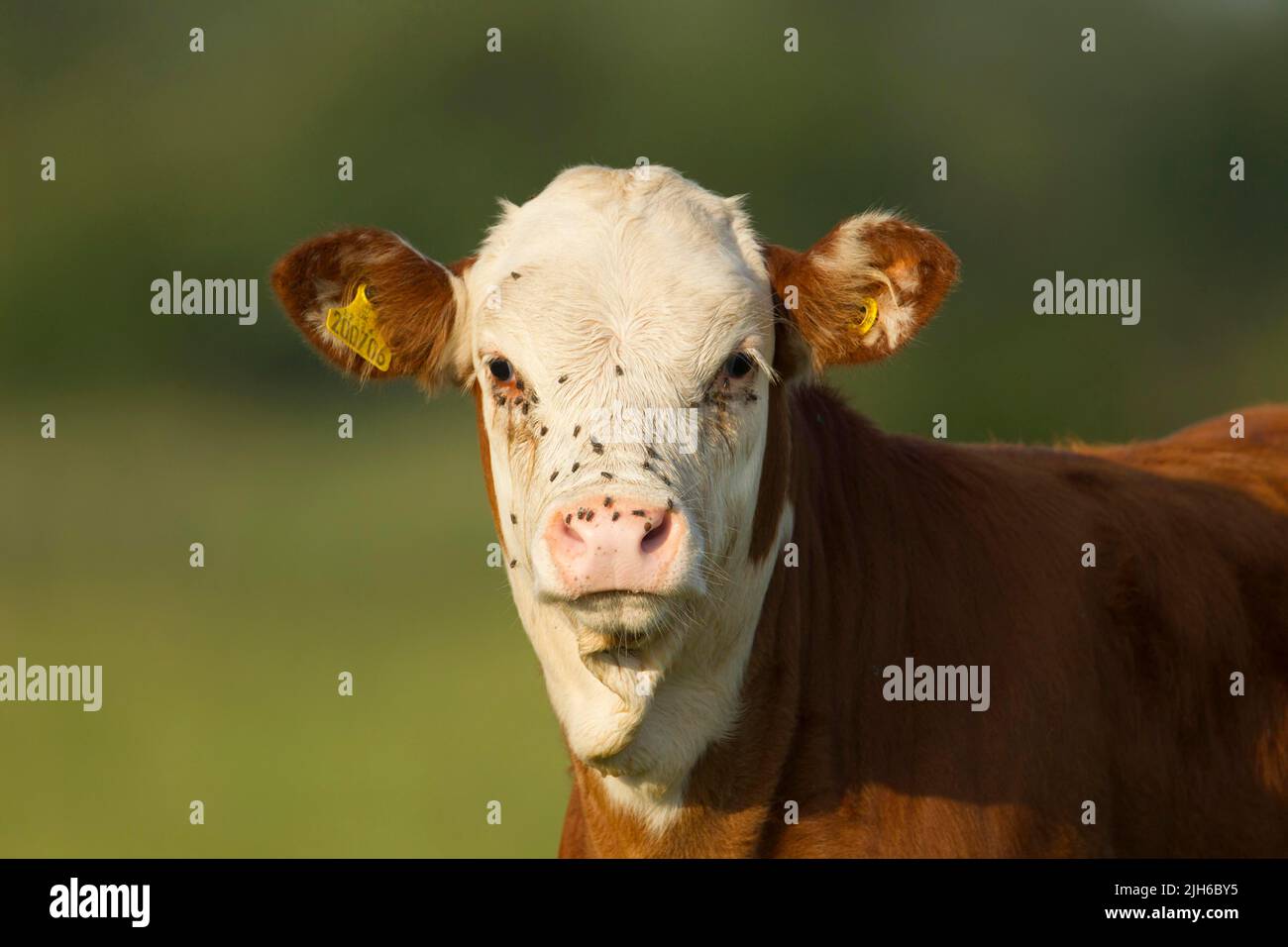 Cow (Bos taurus) juvenile calf animal portrait, Norfolk, England, United Kingdom Stock Photo