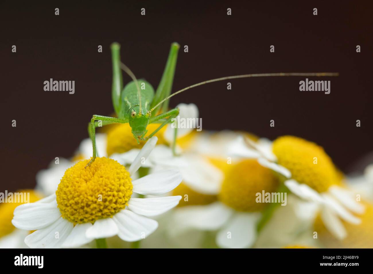 Speckled bush cricket (Leptophyes punctatissima) adult insect on Daisy flowers, Suffolk, England, United Kingdom Stock Photo