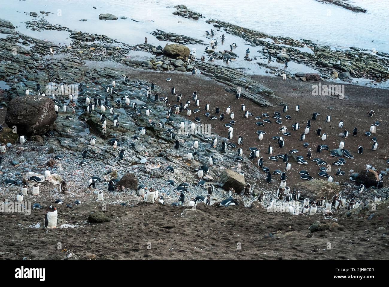 Gentoo penguin, Antarctic peninsula, Livingston Island in the South ...