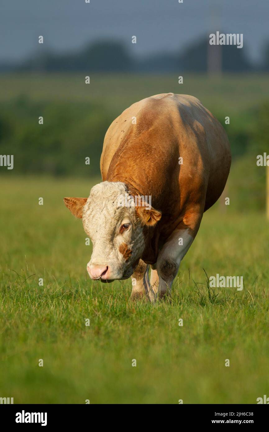 Cow (Bos taurus) adult bull walking on grass, Norfolk, England, United Kingdom Stock Photo