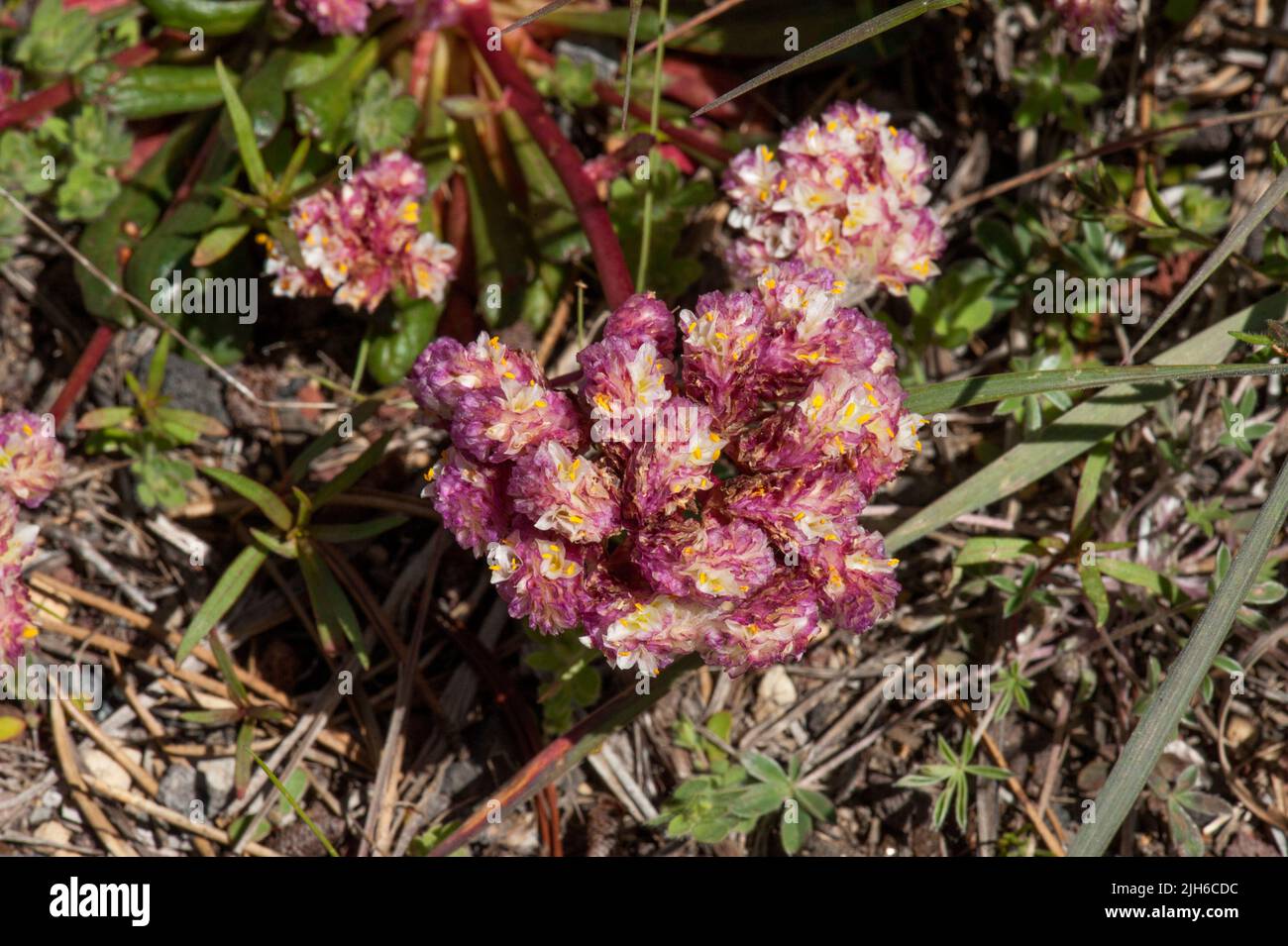 Probably Calyptridium umbellatum (Mt. Hood Pussypaws), growing beside the road at Crescent Lake, Oregon Stock Photo