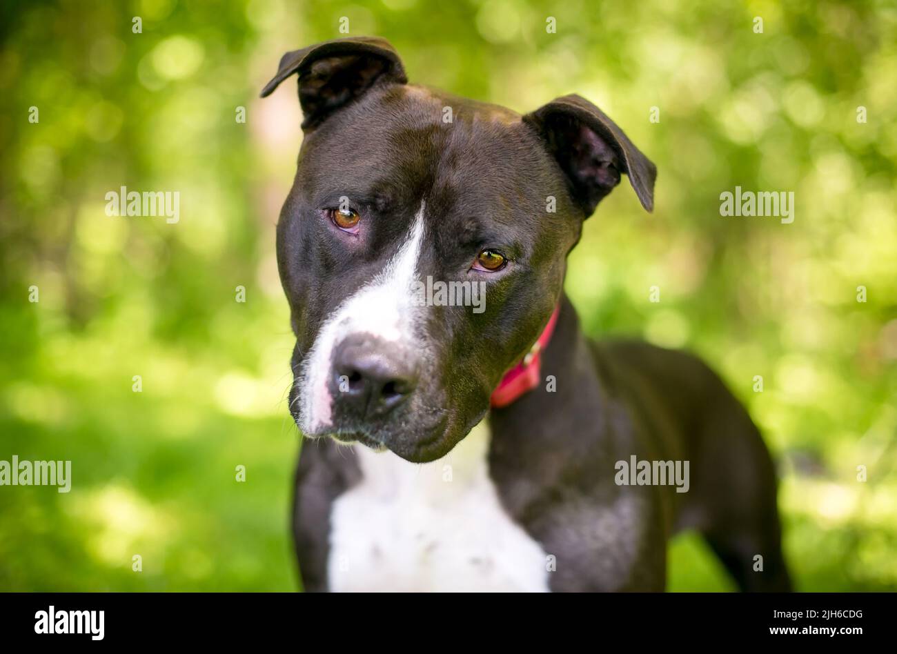 A black and white Pit Bull Terrier mixed breed dog looking at the camera with a head tilt Stock Photo