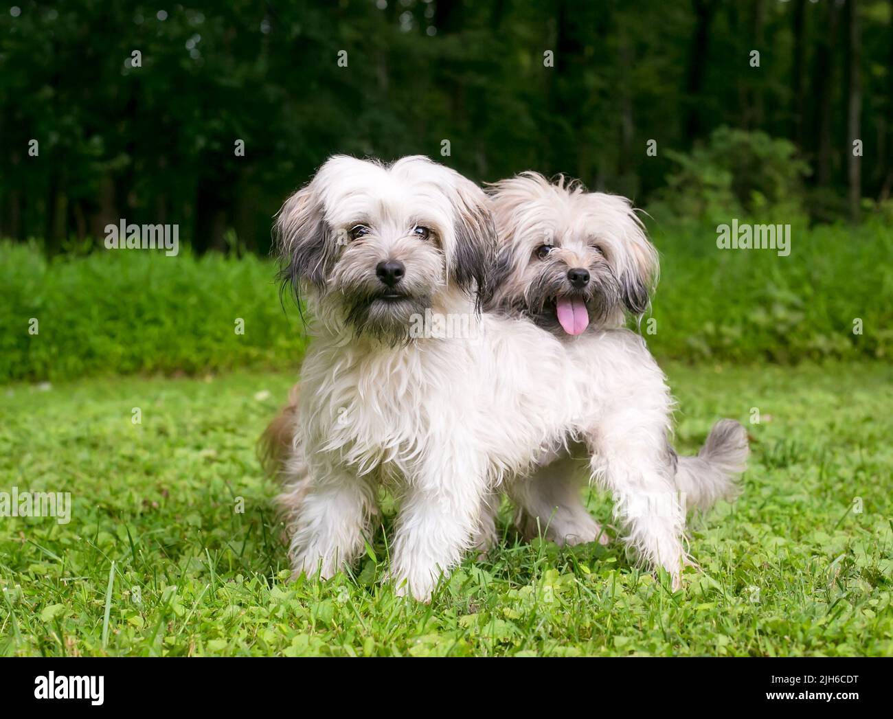A pair of scruffy Terrier mixed breed dogs standing together outdoors Stock Photo