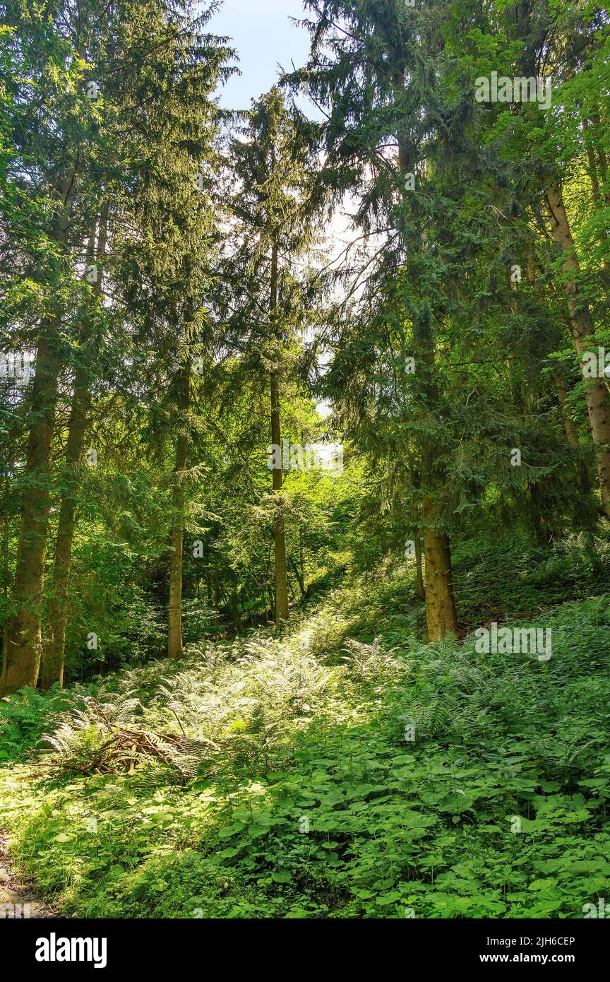Incidence of light in the forest with forest lady fern (Athyrium filix-femina), Allgaeu, Bavaria, Germany Stock Photo
