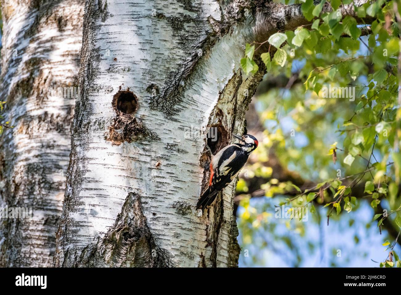 Great spotted woodpecker (Dendrocopos major), in front of the breeding