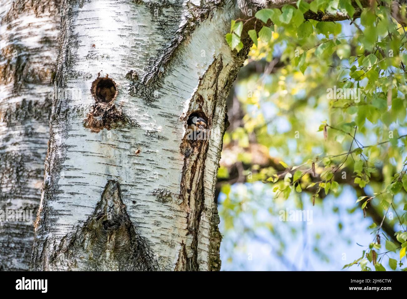 Great spotted woodpecker (Dendrocopos major), sticks head out of