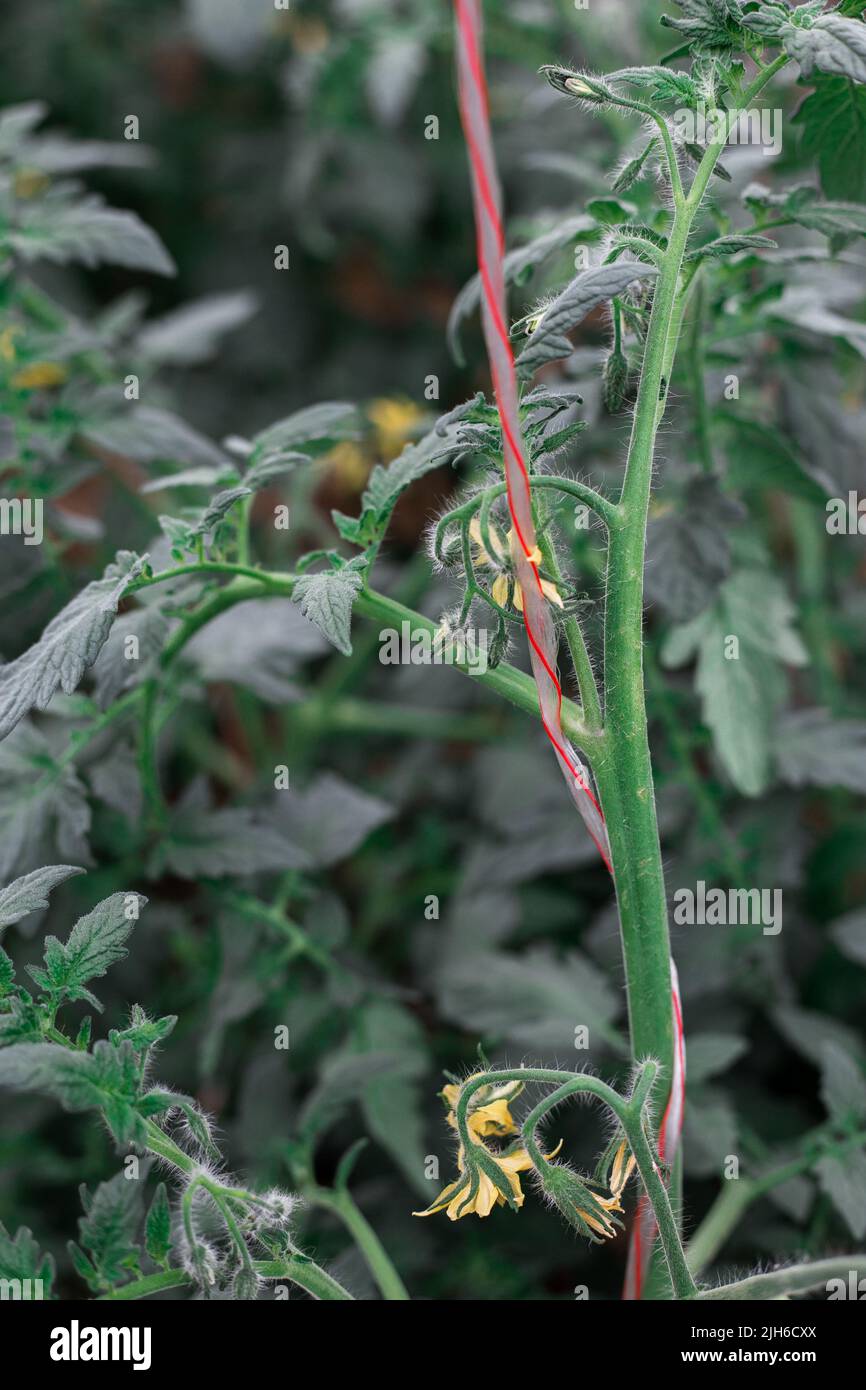Yellow flowers on tomato bush hires stock photography and images Alamy