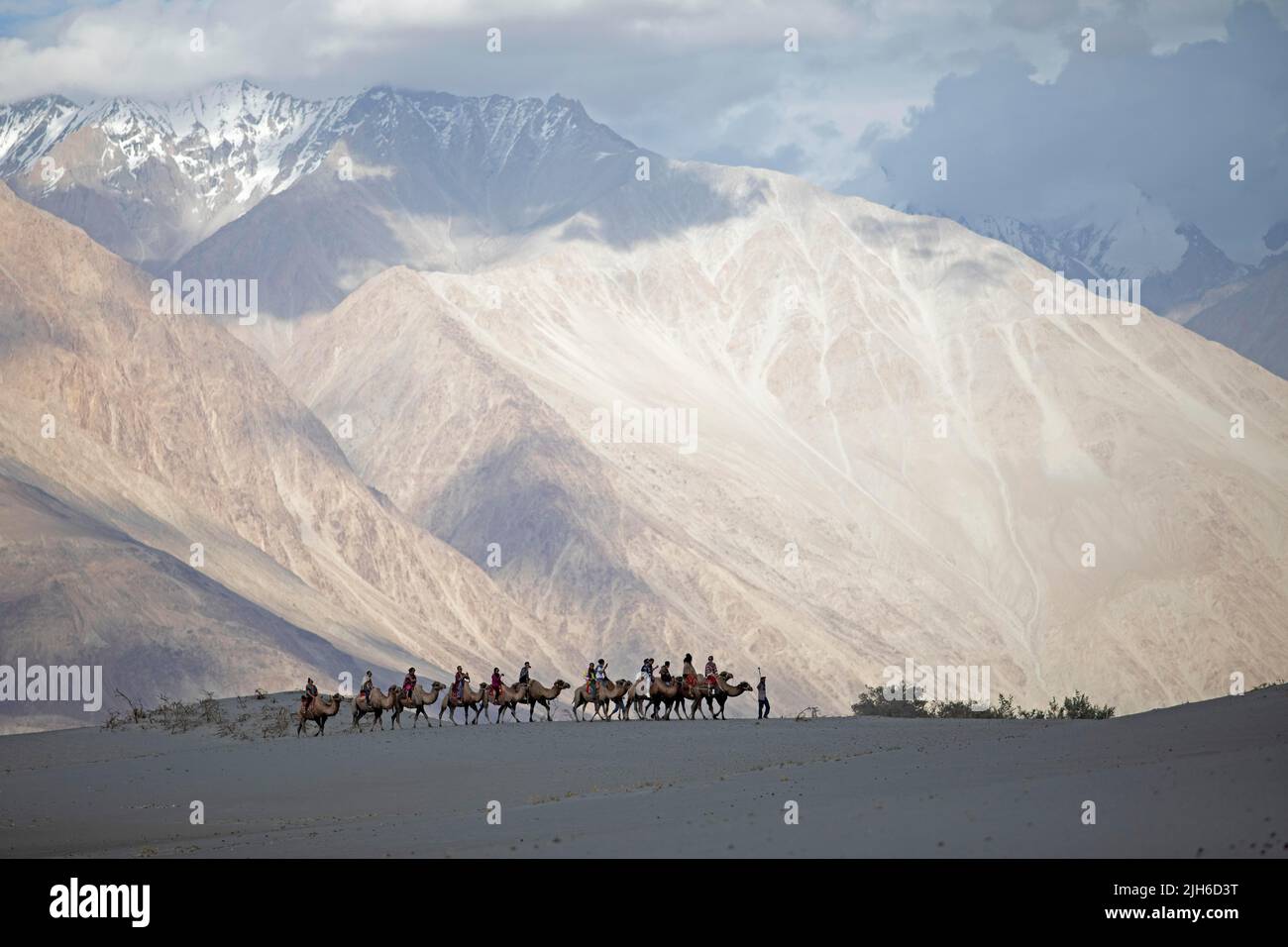 Riders on Bactrian camels in the Nubra Sand Dunes, Leh District, Nubra ...