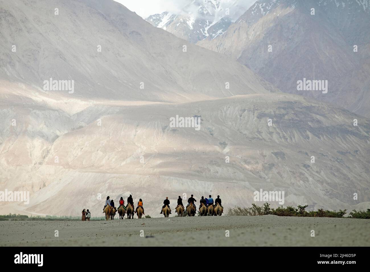 Riders on Bactrian camels in the Nubra Sand Dunes, Leh District, Nubra ...
