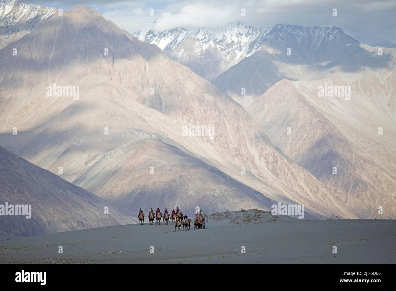 Riders on Bactrian camels in the Nubra Sand Dunes, Leh District, Nubra ...