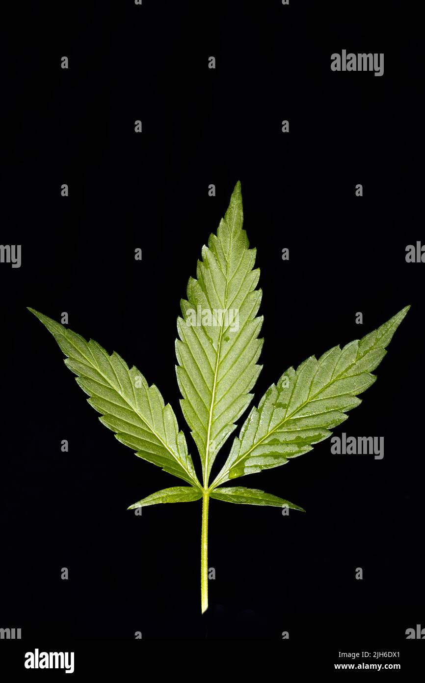 A hashish leaf (Cannabis), studio photography with black background Stock Photo