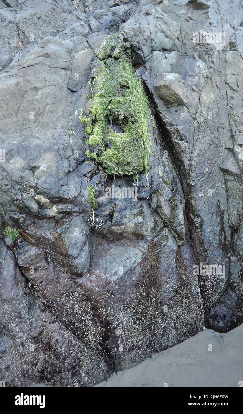 Algae in a ocean hi-res stock photography and images - Alamy