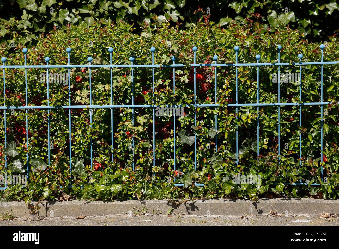 Old decorated blue garden fence, Germany Stock Photo