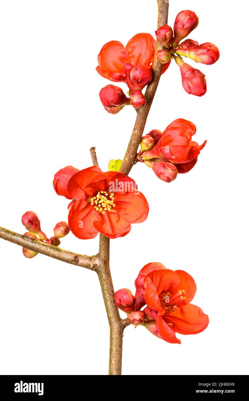 Ornamental quince (Chaenomeles), cropped, white background, studio shot Stock Photo