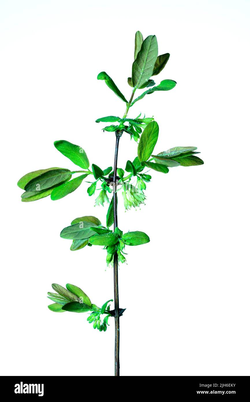 Honeyberry Maistar (Lonicera kamtschatica Maistar), cropped, white background, studio shot Stock Photo