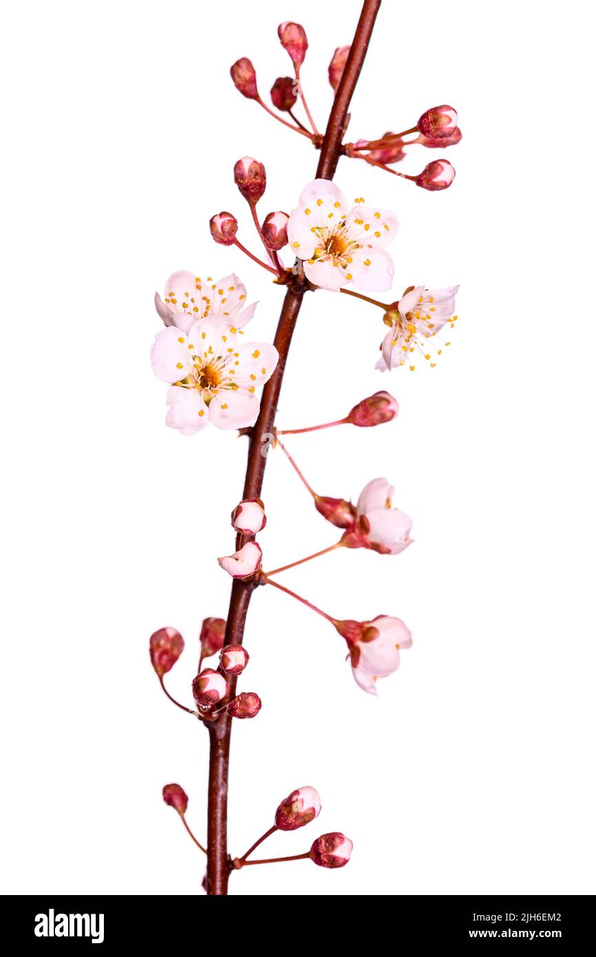 Blood plum, myrobolane (Prunus cerasifera), cropped, white background, studio shot Stock Photo