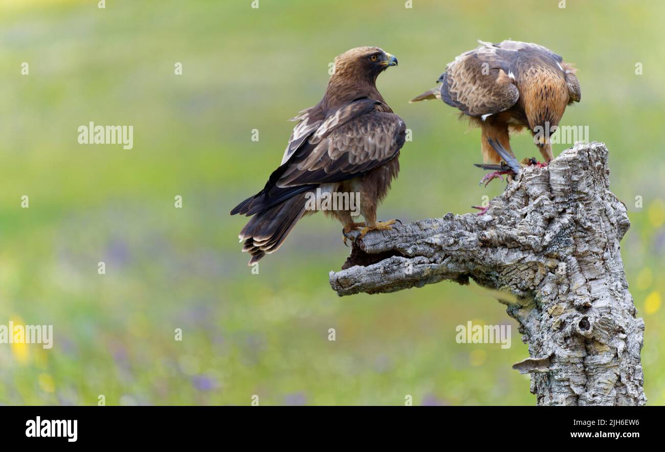 Booted Eagle (Hieraaetus pennatus) Male and, Extremadura, Spain Stock Photo