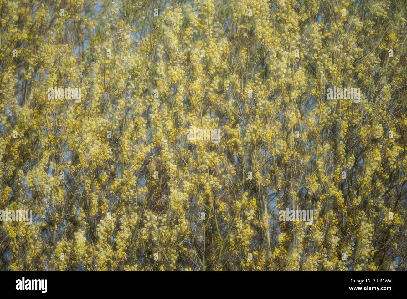 Flowering willow catkins, Oldenburg Muensterland, Huede, Lower Saxony, Germany Stock Photo