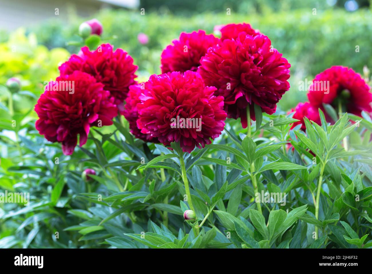 Paeonia Command Performance flowers in garden  Stock Photo