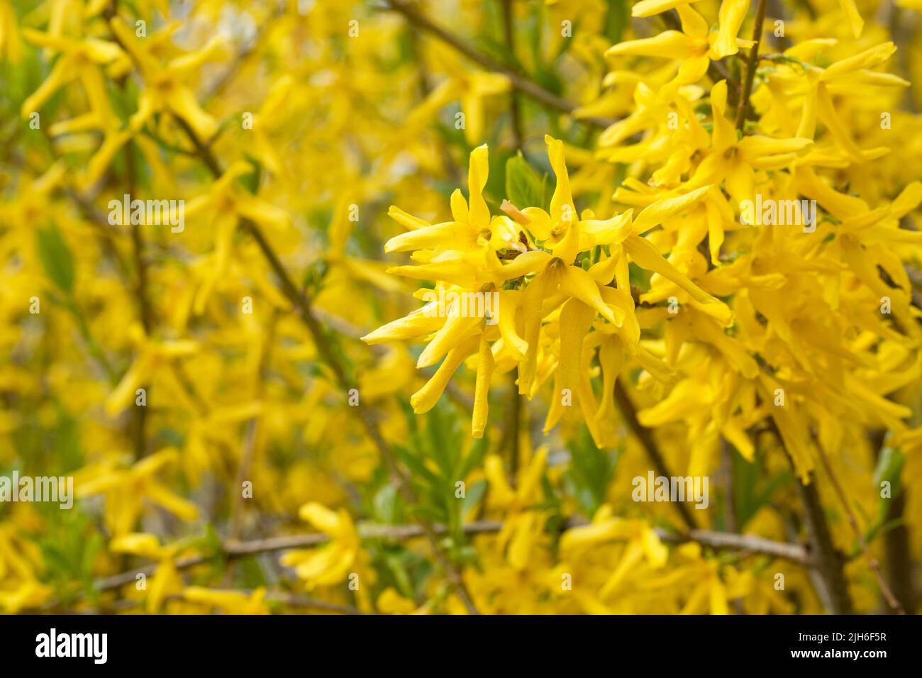 Yellows, bright forsythia flowers in spring. Golden Bell, Border Forsythia (Forsythia x intermedia, europaea) blooming garden bush Stock Photo
