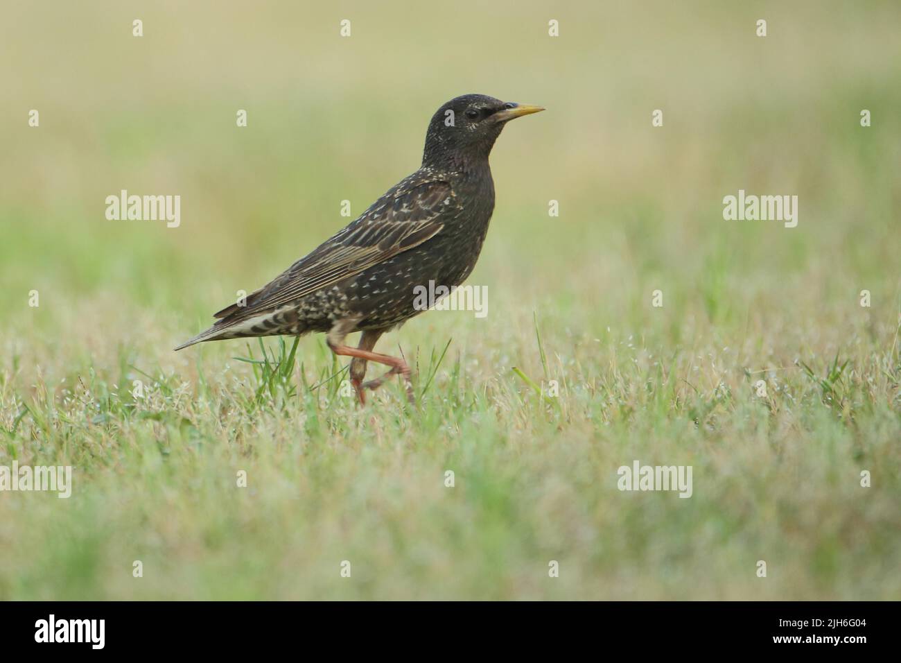 Common starling (Sturnus vulgaris) on the grass in Neureut, Karlsruhe, Baden-Wuerttemberg, Germany Stock Photo