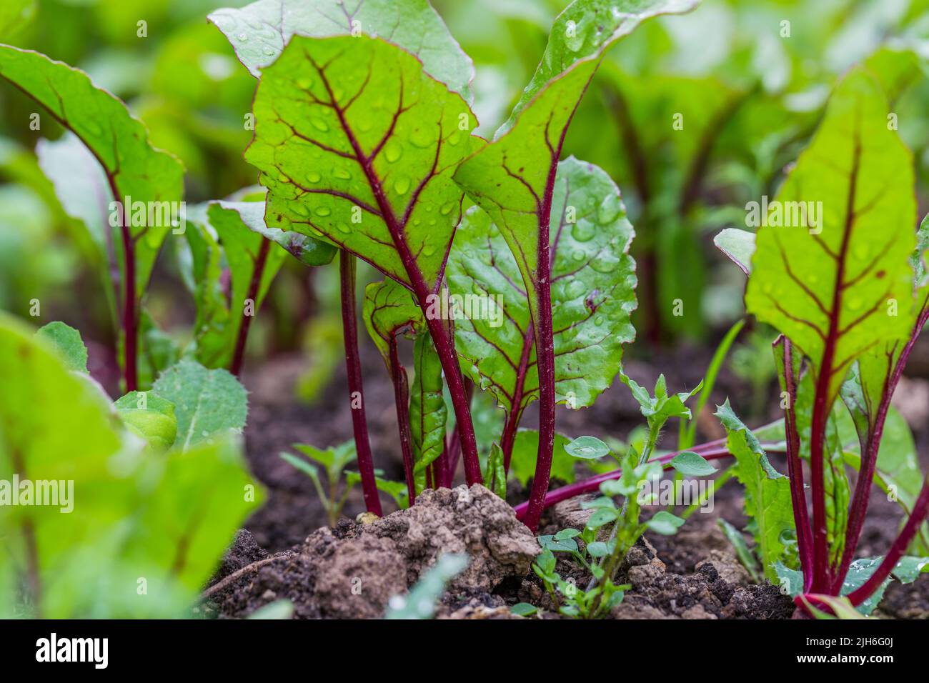 Young, sprouted beet growing in open ground flat bed into the garden. Growing vegetables at home. Stock Photo