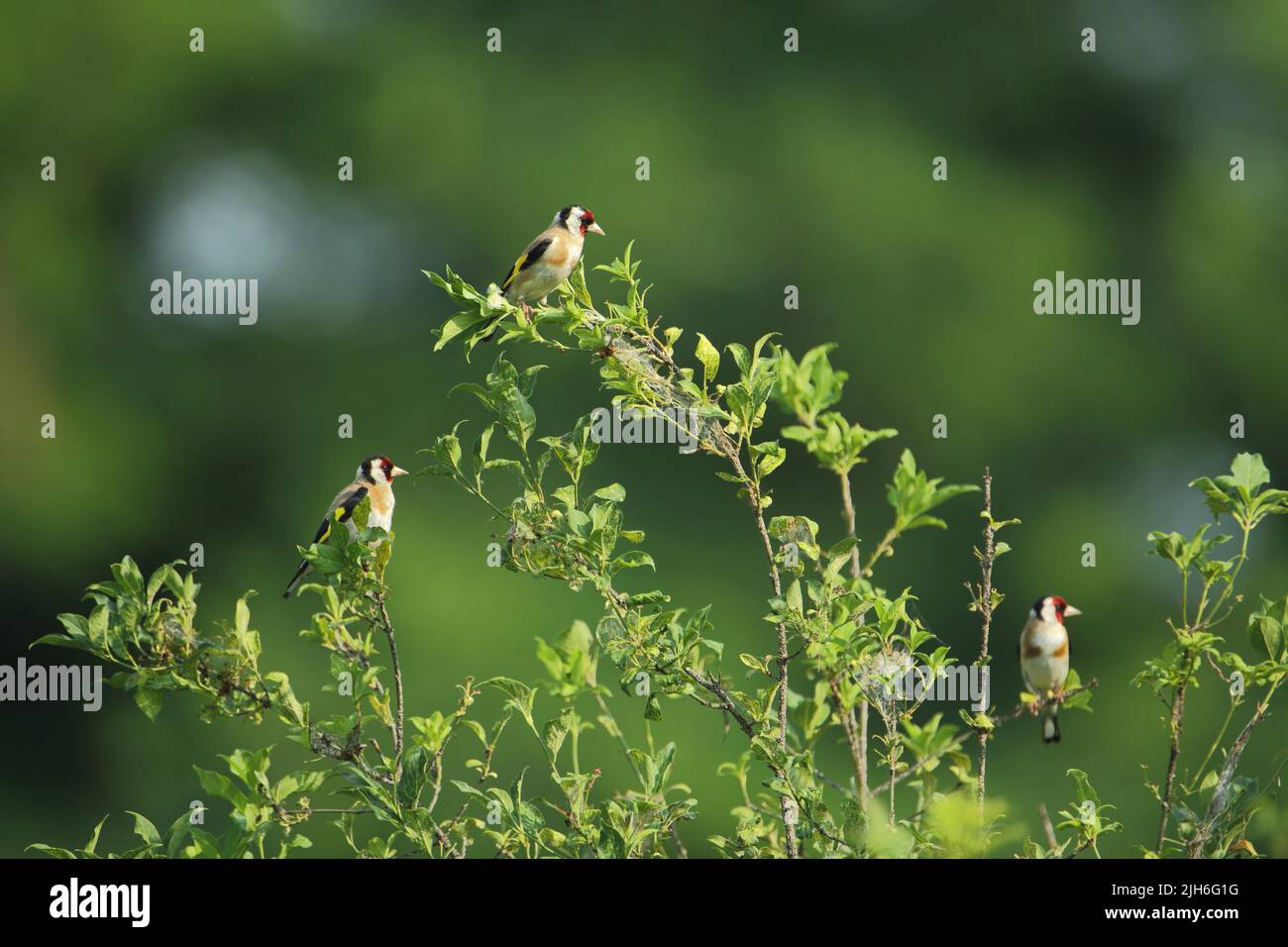 Three european goldfinches (Carduelis carduelis) in the branches of a shrub in Neureut, Karlsruhe, Baden-Wuerttemberg, Germany Stock Photo