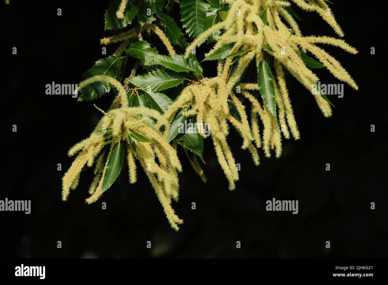Branch with male flowers during the inflorescence of the sweet chestnut (Castanea sativa) in Neureut, Karlsruhe, Baden-Wuerttemberg, Germany Stock Photo