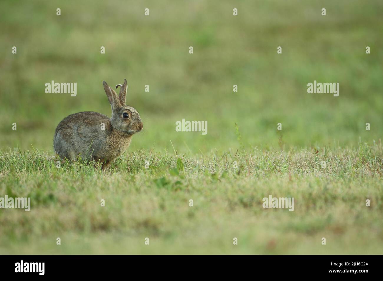 European rabbit (Oryctolagus cuniculus) in Neureut, Karlsruhe, Baden