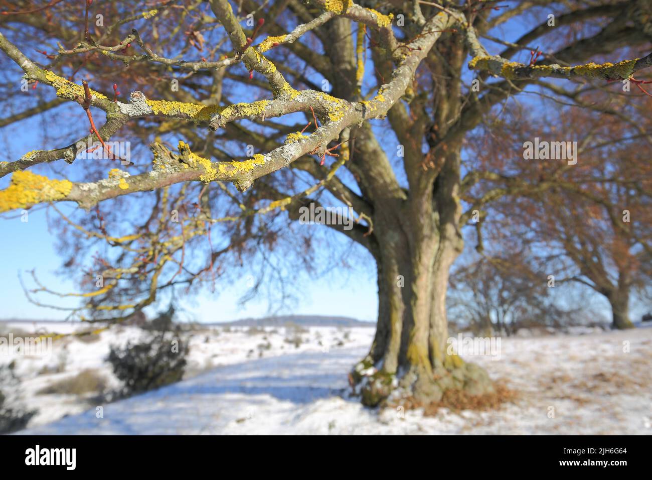 Yellow tree lichen on a branch of the large-leaved linden (Tilla platyphyllos) during winter with snow on the Swabian Alb in Giengen Stock Photo