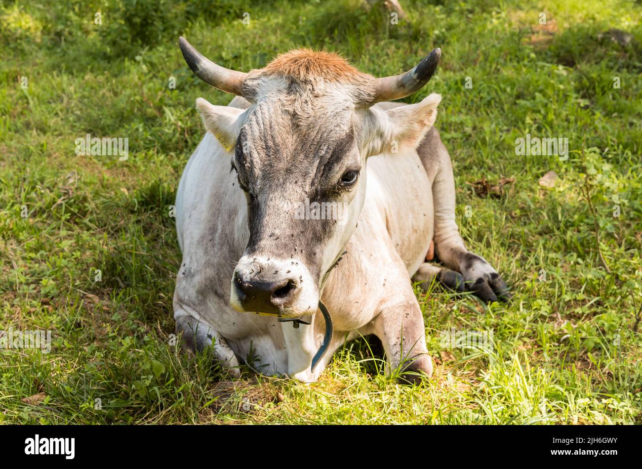 Alpine gray cow resting in a green pasture meadow. Stock Photo